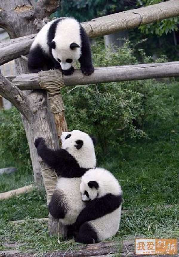 Shangrala's Panda Peek-A-Boo