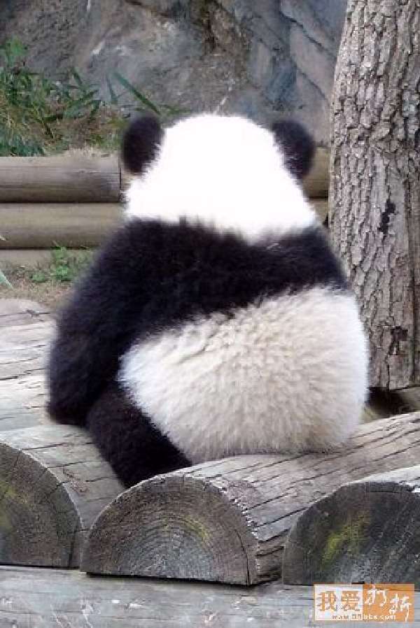 Shangrala's Panda Peek-A-Boo