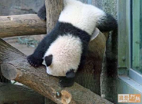 Shangrala's Panda Peek-A-Boo