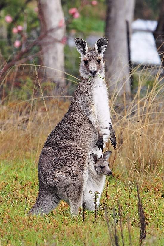 Shangrala's Animal Moms