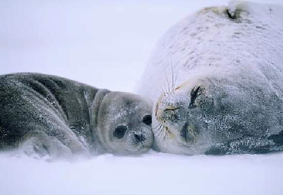 Shangrala's Animal Moms