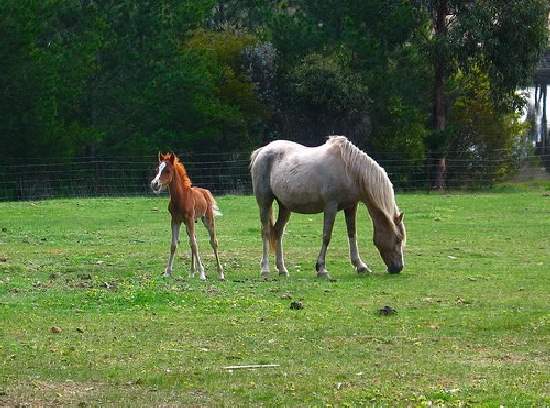 Shangrala's Animal Moms 2