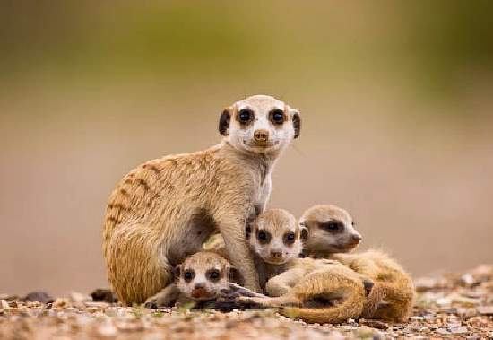 Shangrala's Animal Moms