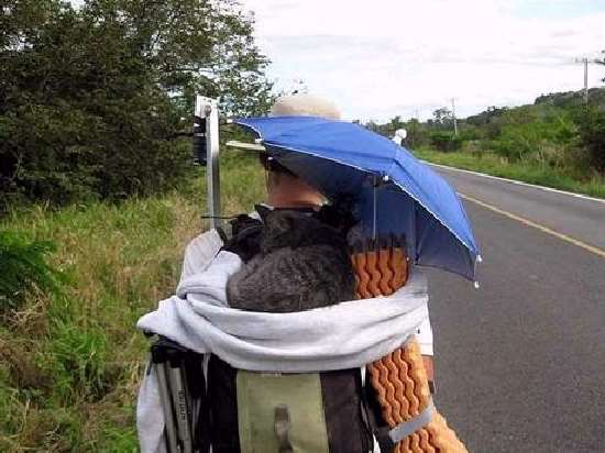 Shangrala's Backpack Cat