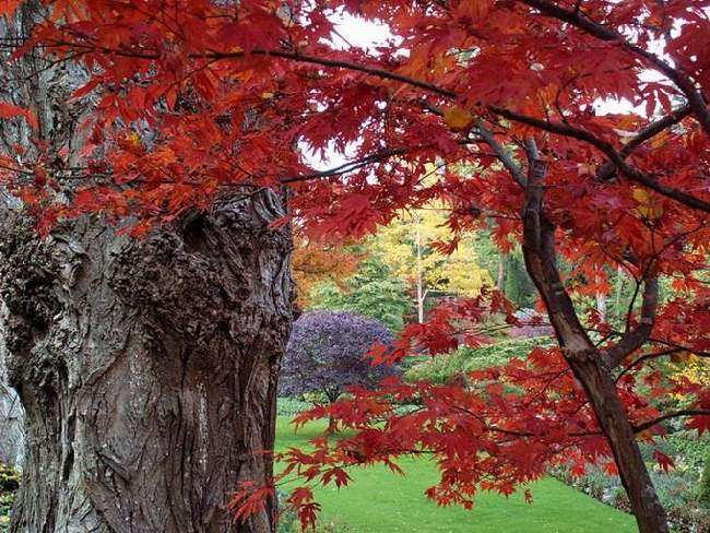 Shangrala's Butchart Gardens