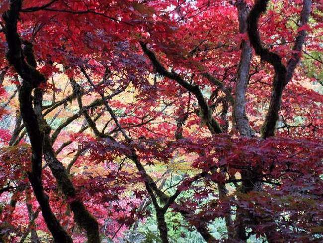 Shangrala's Butchart Gardens