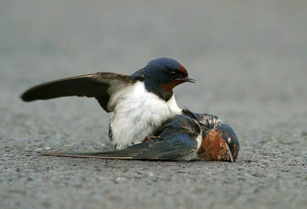 Shangrala's Tale Of Two Swallows