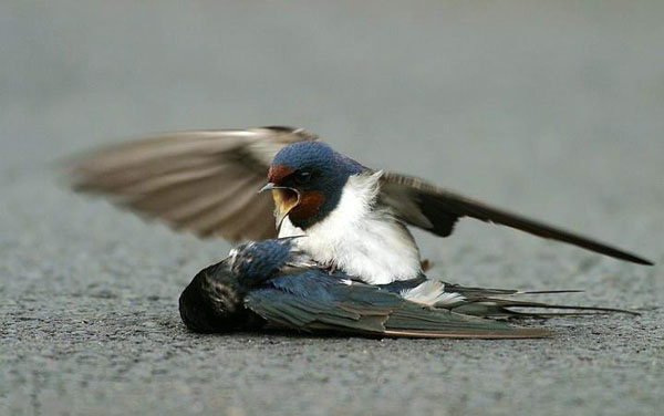 Shangrala's Tale Of Two Swallows