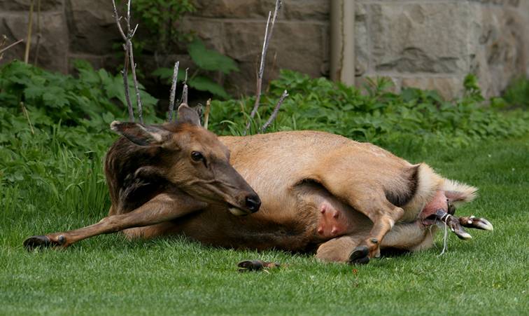 Shangrala's Birth Of An Elk Calf