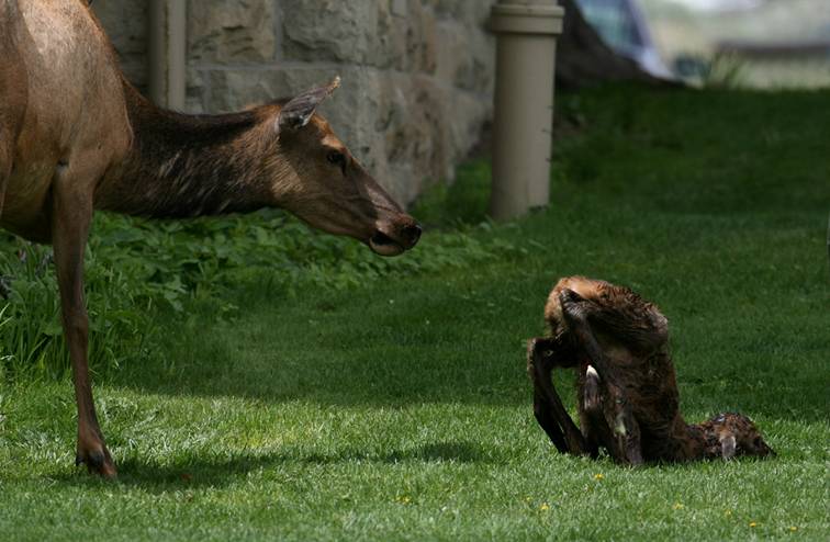 Shangrala's Birth Of An Elk Calf