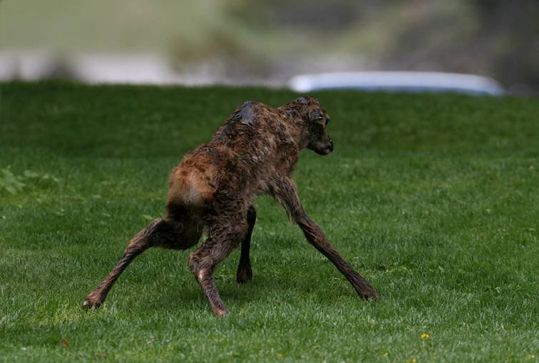 Shangrala's Birth Of An Elk Calf