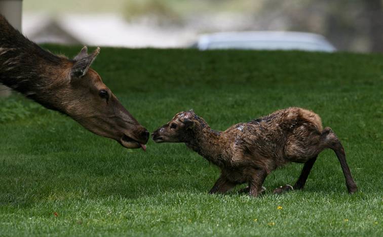 Shangrala's Birth Of An Elk Calf