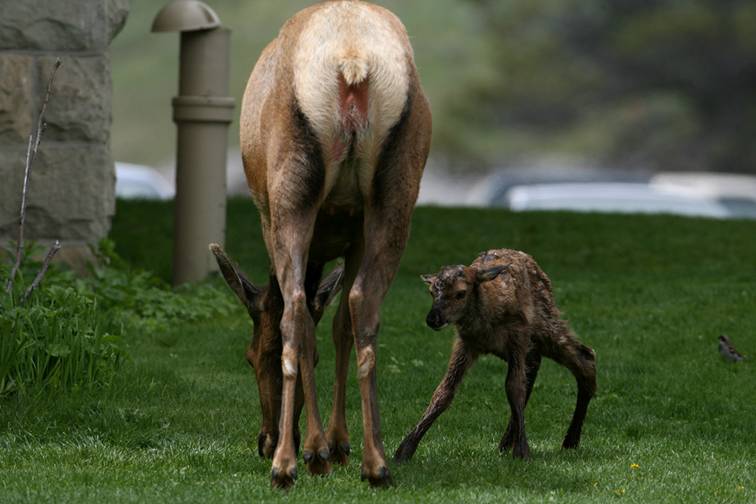 Shangrala's Birth Of An Elk Calf