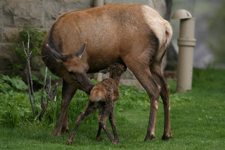 Shangrala's Birth Of An Elk Calf