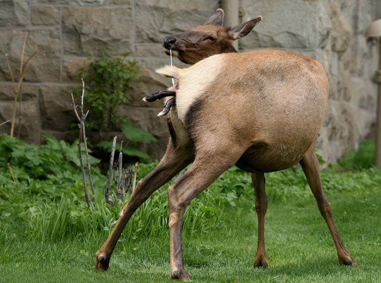 Shangrala's Birth Of An Elk Calf