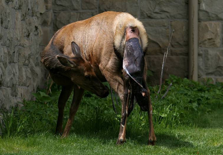 Shangrala's Birth Of An Elk Calf