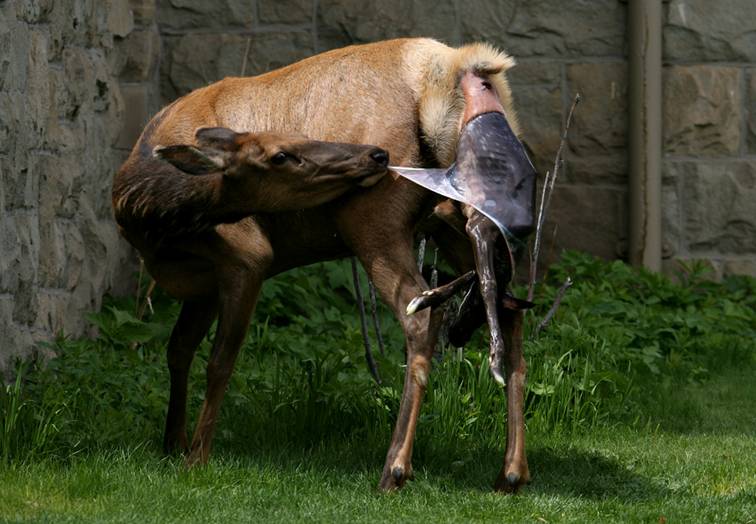 Shangrala's Birth Of An Elk Calf