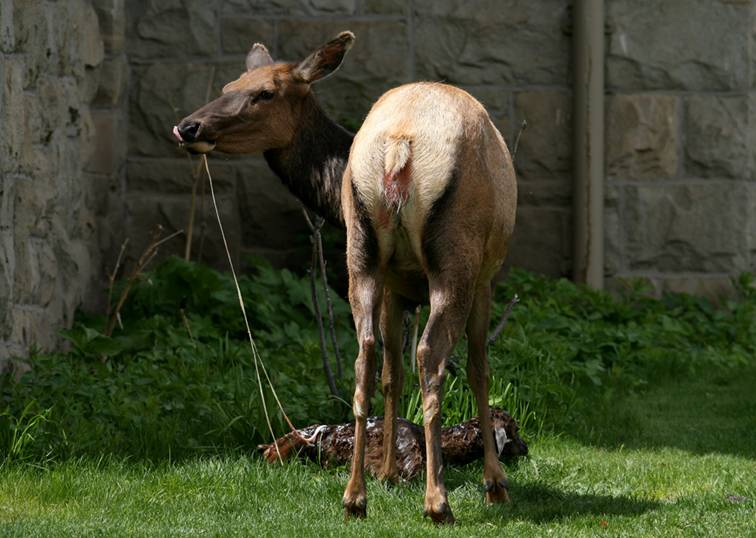 Shangrala's Birth Of An Elk Calf