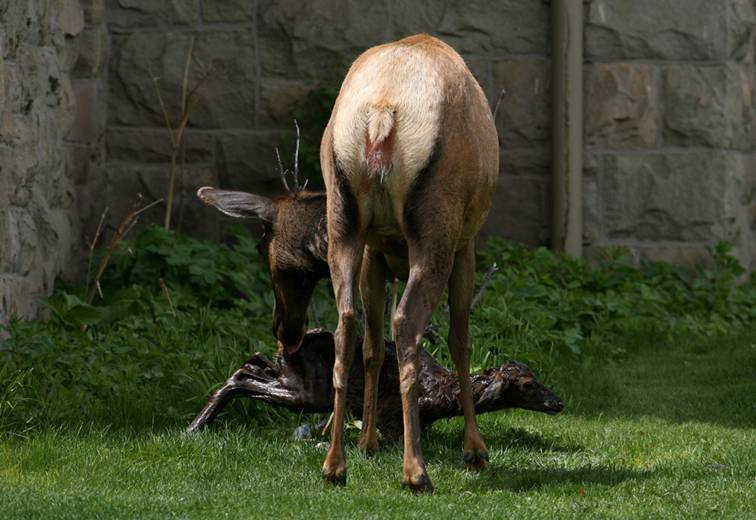 Shangrala's Birth Of An Elk Calf