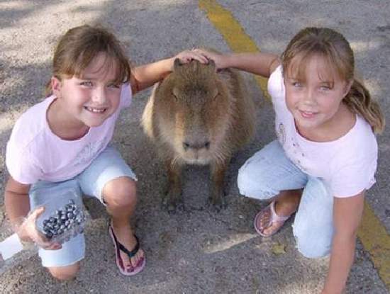 Shangrala's World's Largest Rodent