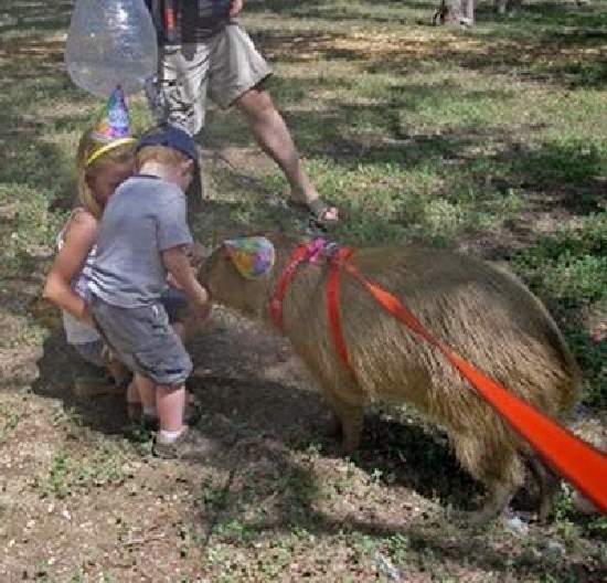 Shangrala's World's Largest Rodent