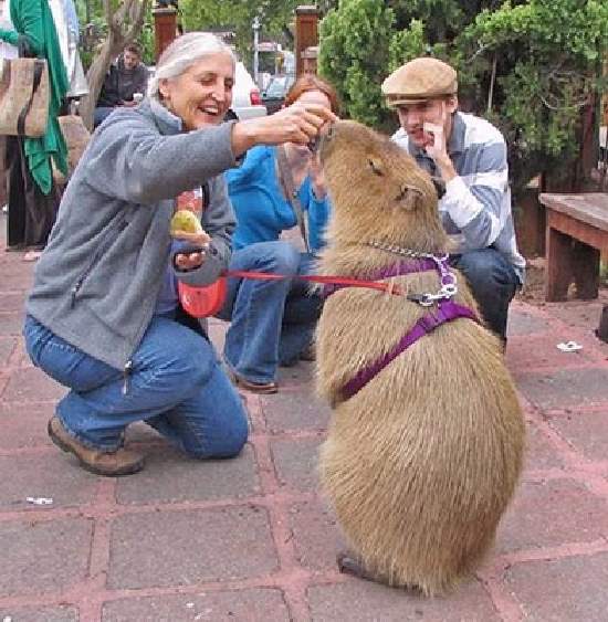 Shangrala's World's Largest Rodent