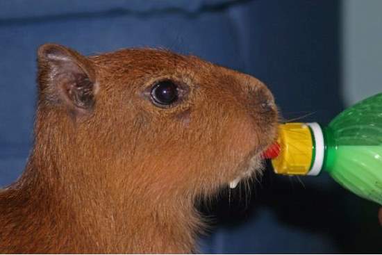 Shangrala's World's Largest Rodent