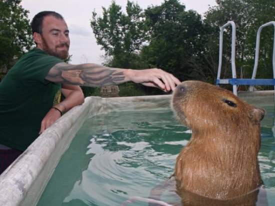 Shangrala's World's Largest Rodent