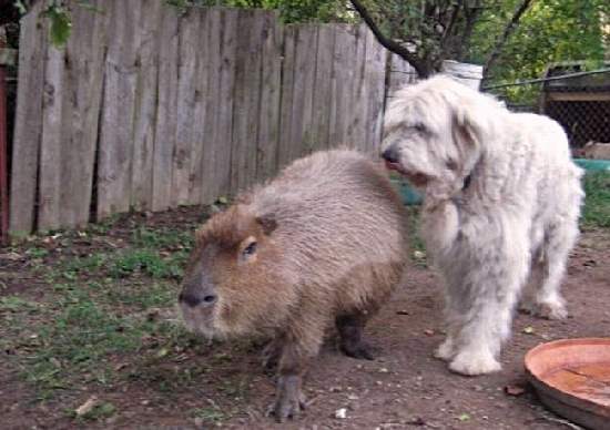 Капибара и нутрия разница фото LARGEST RODENT