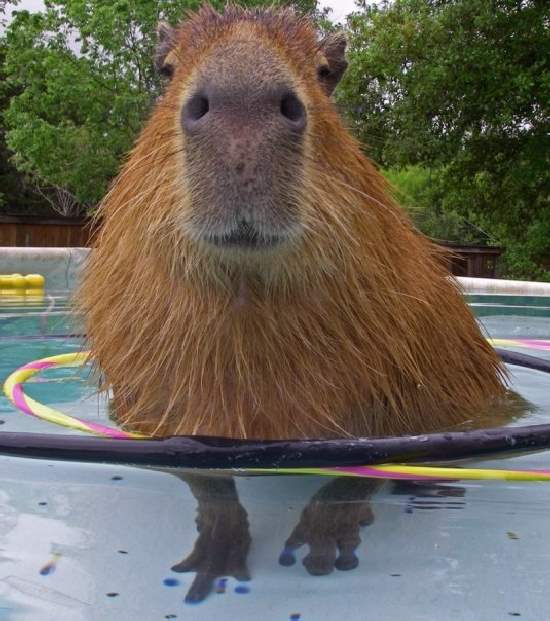 Shangrala's World's Largest Rodent