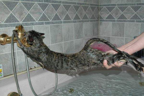 Shangrala's Taking a Cat Bath