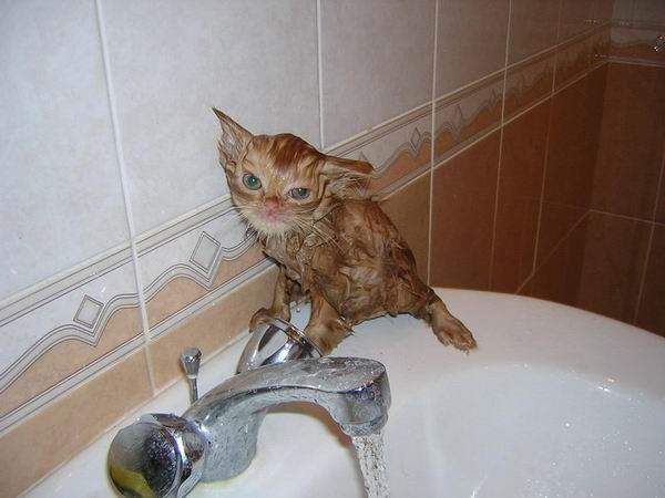 Shangrala's Taking a Cat Bath