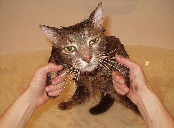 Shangrala's Taking a Cat Bath