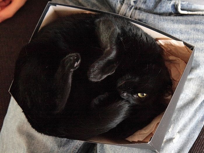 Shangrala's Cat In A Box