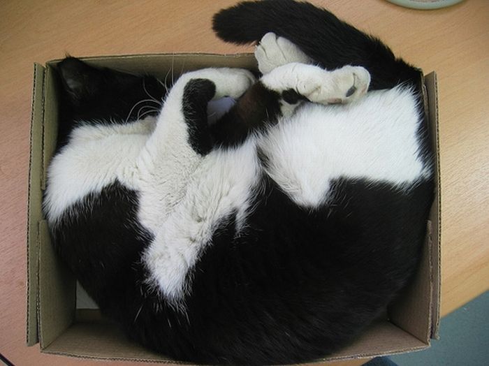 Shangrala's Cat In A Box