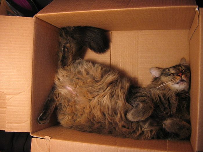 Shangrala's Cat In A Box