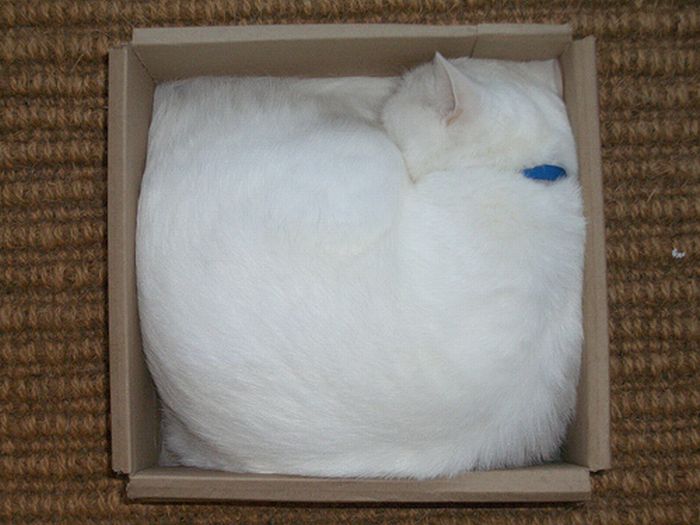 Shangrala's Cat In A Box