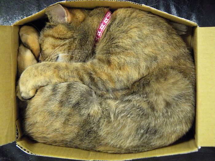 Shangrala's Cat In A Box