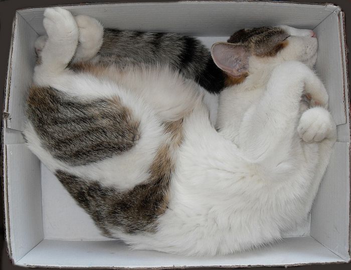 Shangrala's Cat In A Box