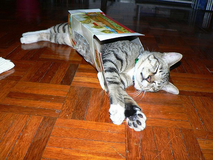 Shangrala's Cat In A Box