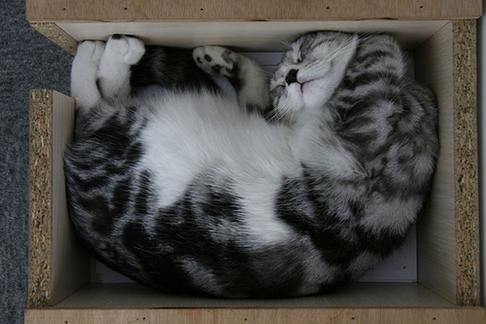 Shangrala's Cat In A Box