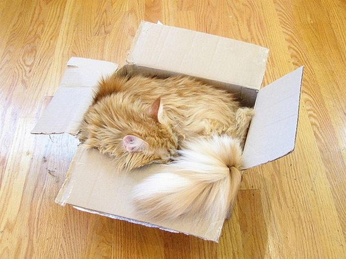 Shangrala's Cat In A Box