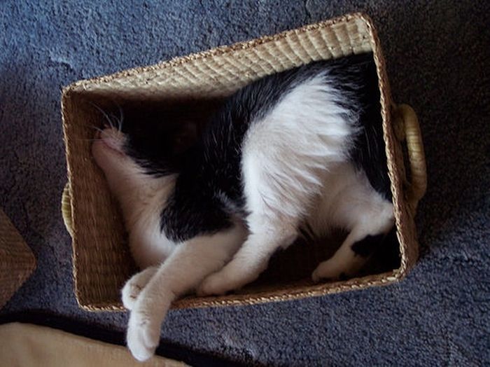 Shangrala's Cat In A Box