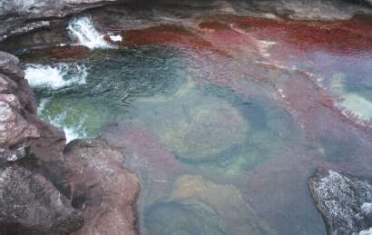 Shangrala's Cano Cristales River