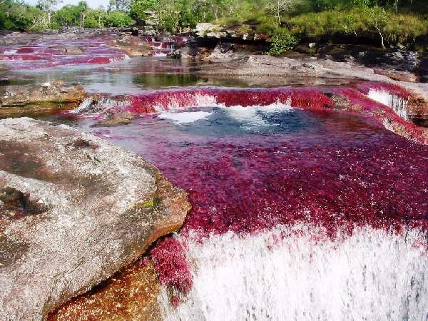 Shangrala's Cano Cristales River