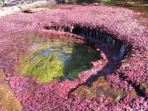 Shangrala's Cano Cristales River