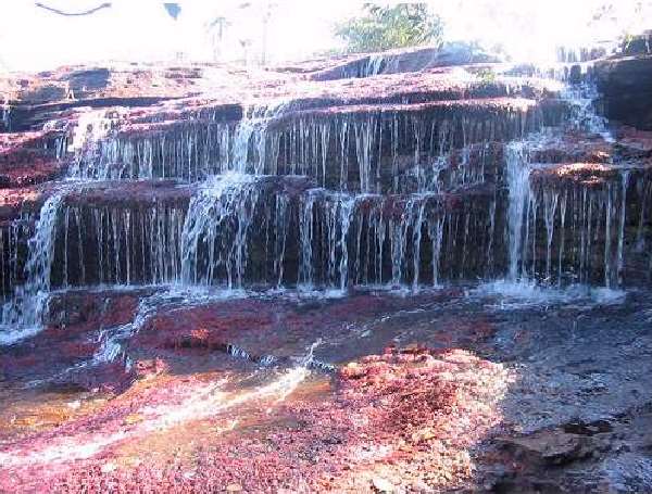 Shangrala's Cano Cristales River