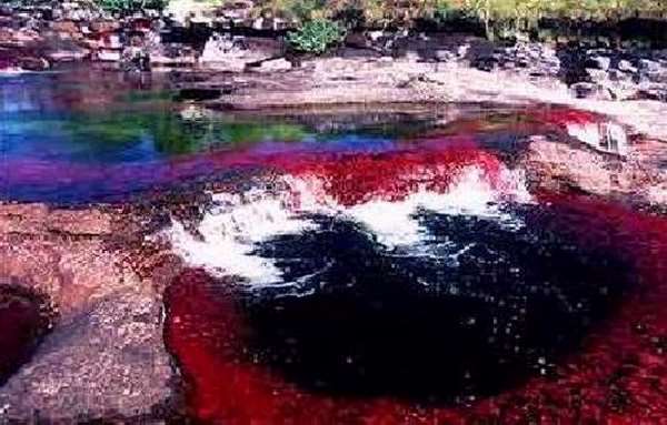 Shangrala's Cano Cristales River