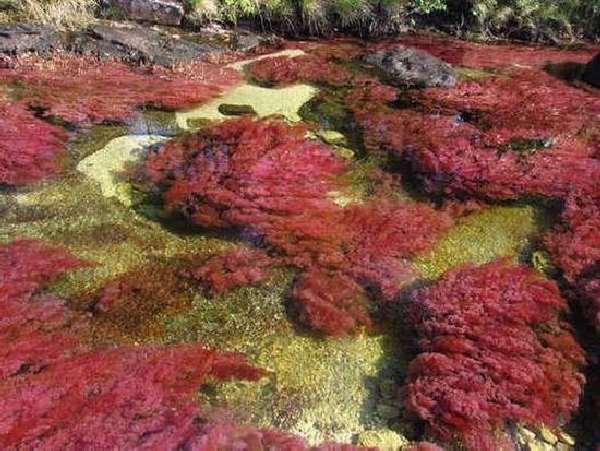 Shangrala's Cano Cristales River