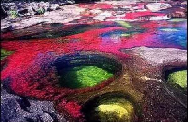 Shangrala's Cano Cristales River